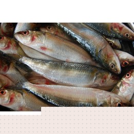 SARDINE (Mathy /Chaala)