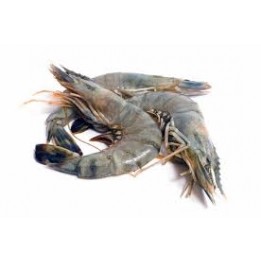 Prawns (Large)