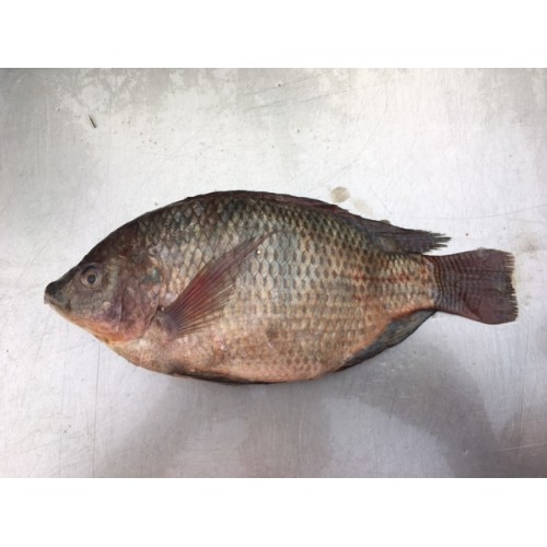 TILAPIA (TILOPIA)