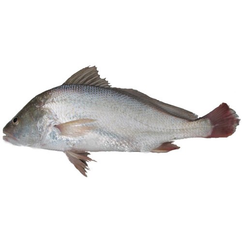 Palli Meen (Jew Fish)