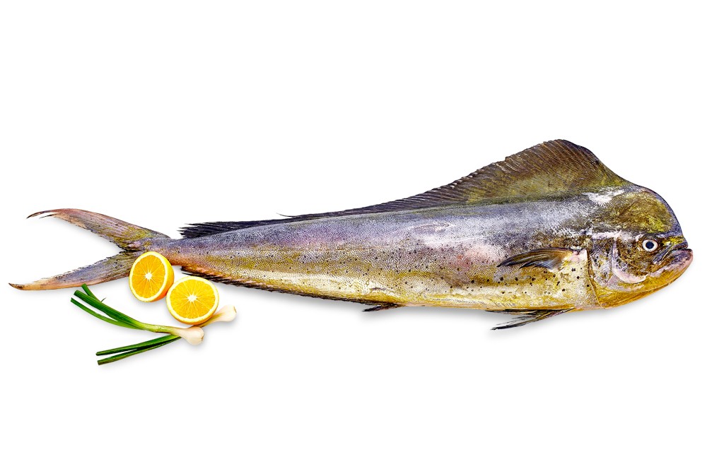 MAHI MAHI/ പുള്ളിമോത (Pulli Motha,12KG)